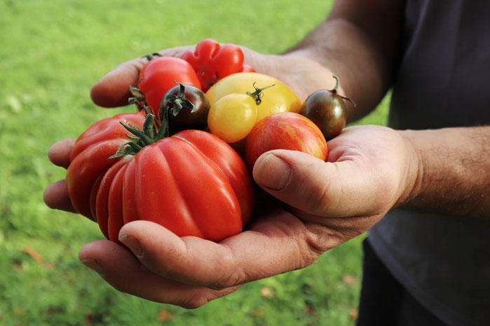 Tomaten in Händen