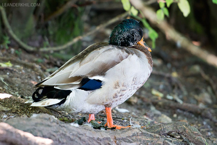 "intersex" mallard