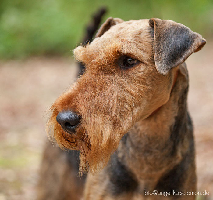 Airedale Terrier vom Juratal, Camillo vom Juratal 