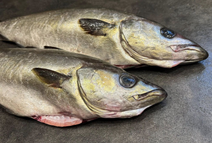 Angeln im Urlaub, Lieu Jaune ist ein begehrter Speisefisch, auch Sie können Ihren Lieu Jaune selber angeln und in der Ferienhausküche zubereiten.
