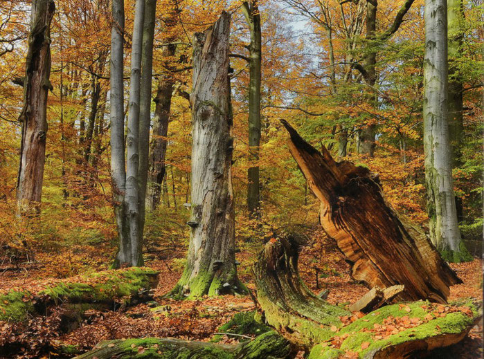 Ein totholzreicher Laubwald - die Heimat für Mittelspecht, Halsbandschnäpper und Co.