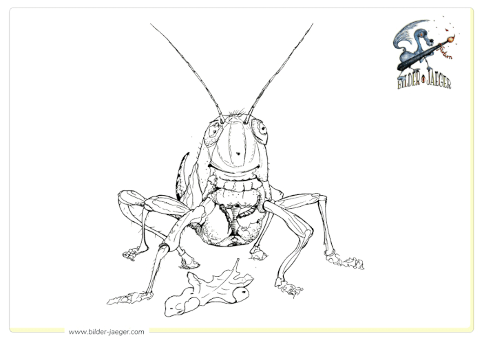 coloring pics for free, Bilderjaeger Malvorlagen, Heuschrecke mit Blatt