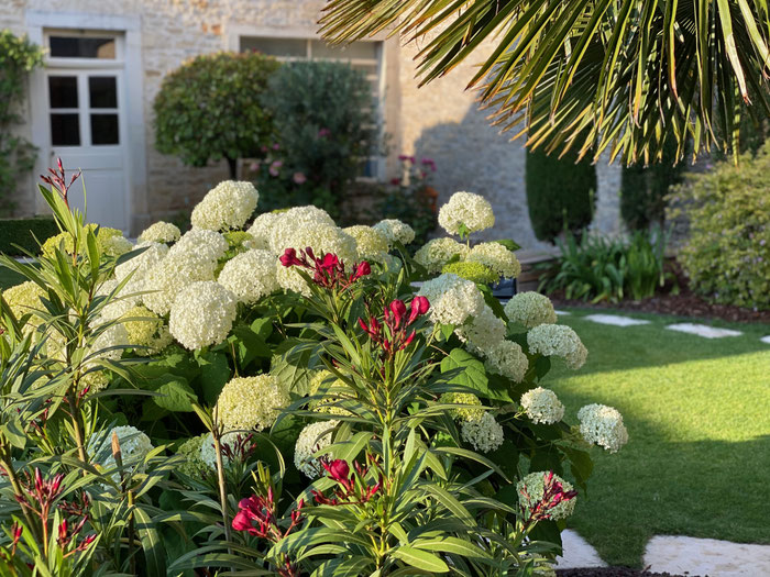 Fleurs dans le jardin de la chambre d'hôtes Le Jardin à Meursault
