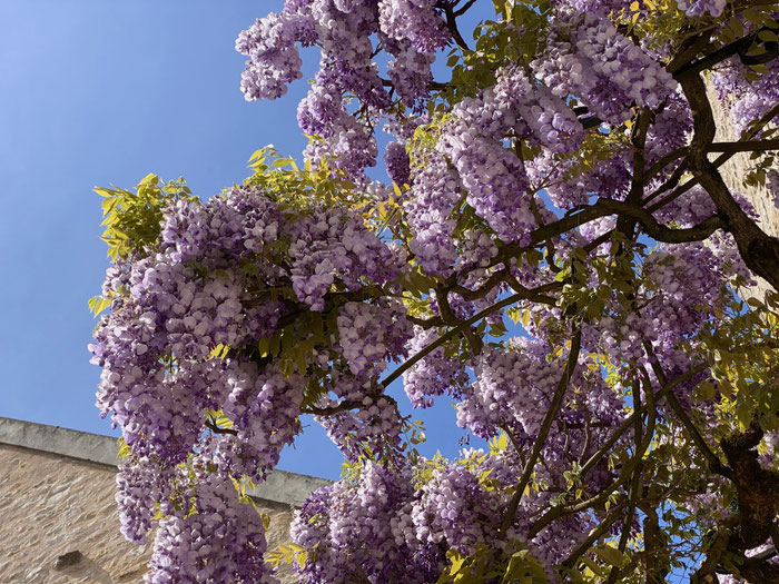 Glycine dans le Jardin à Meursault