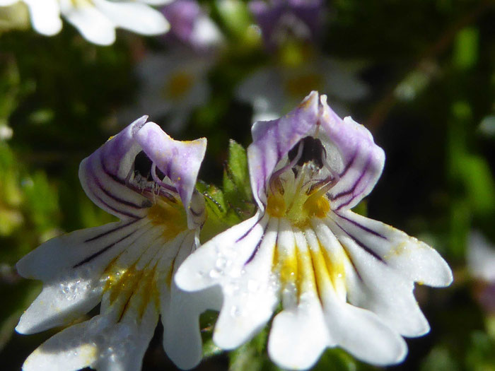 Augentrost Blüte