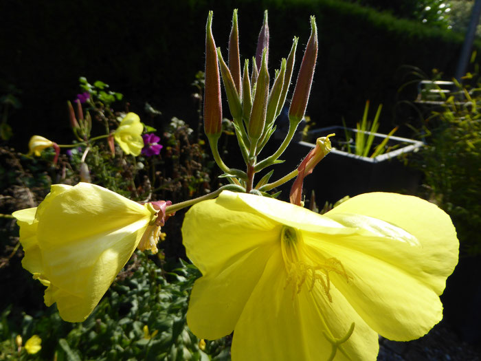 knospe und Blüte  der Nachtkerze