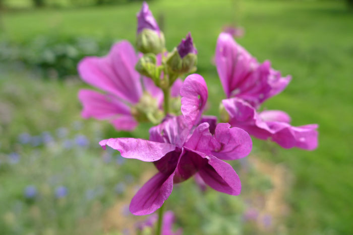 Les danseuses de mon jardin.... photo Isabelle Bouchex 2024
