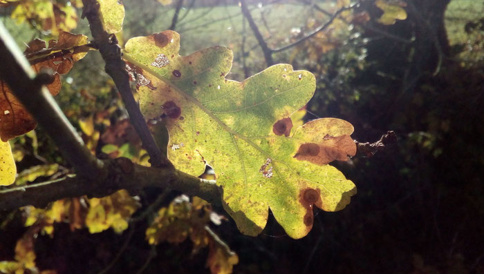 photo Isabelle Bouchex, 01/12/25