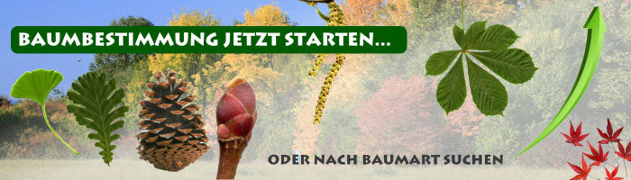 www.baumkunde.de