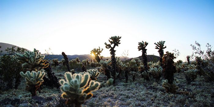 Joshua Tree National Park 