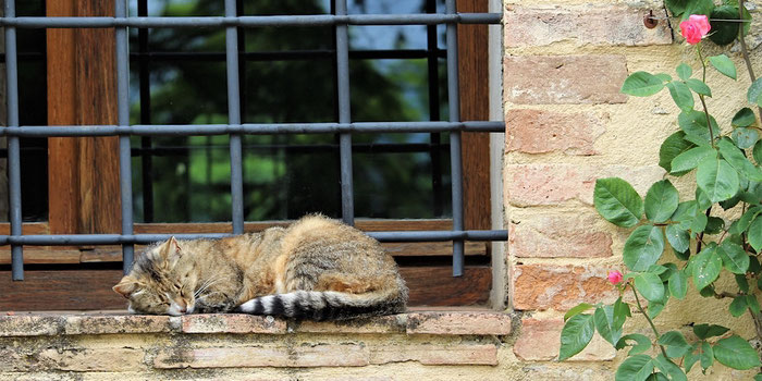 Cat in Italy 