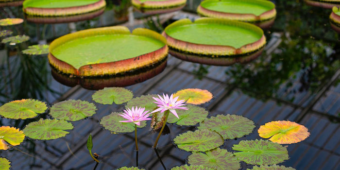 Royal botanic gardens