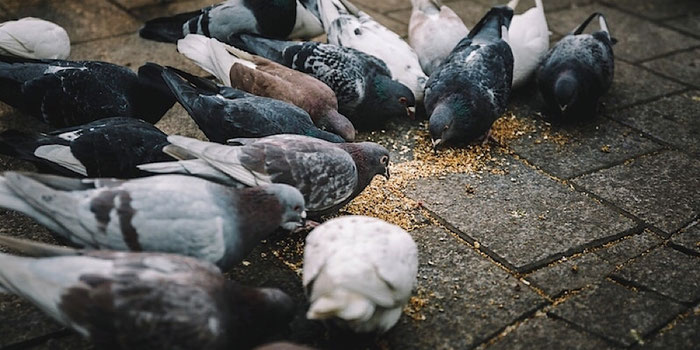 no feeding pigeons in singapore