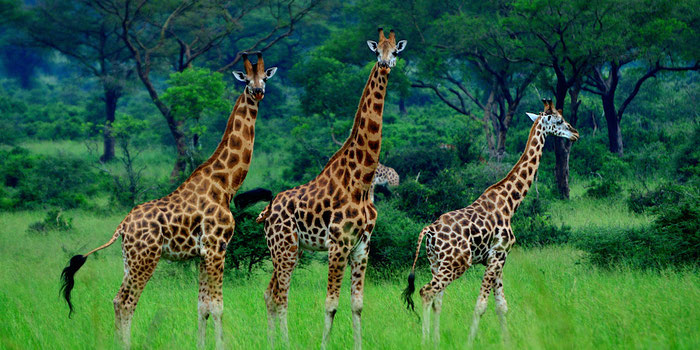 Giraffes Uganda 