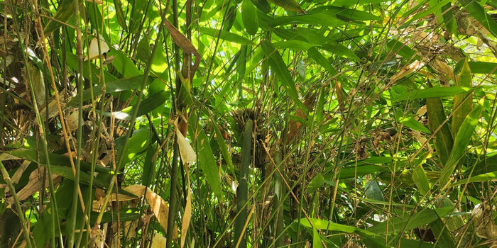 Tarsier forest