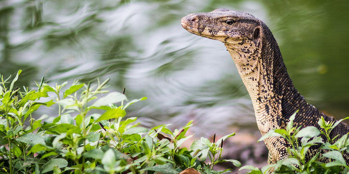 monitor lizard