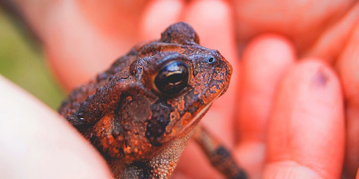 holding a toad