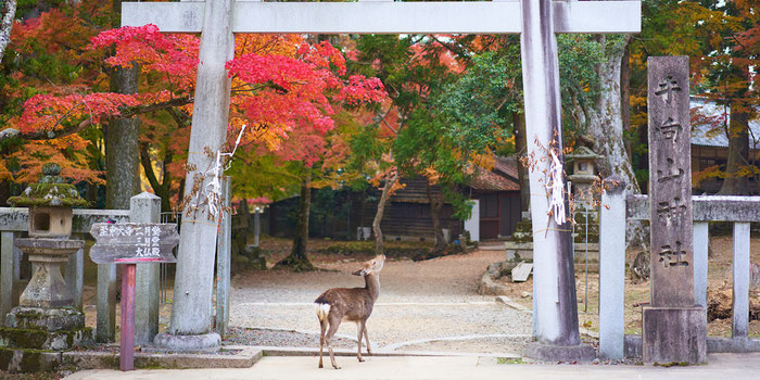 Visit the Nara Deer