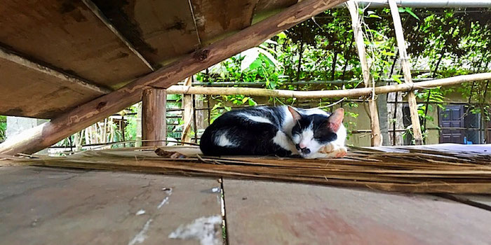 cat napping at elephant nature park in thailand