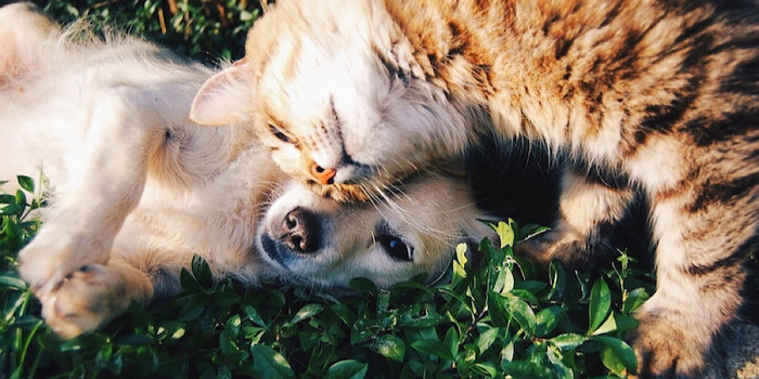 pet sit tips