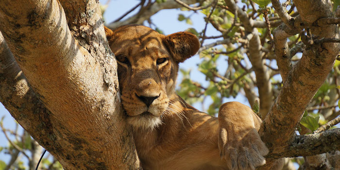 Queen Elizabeth National Park