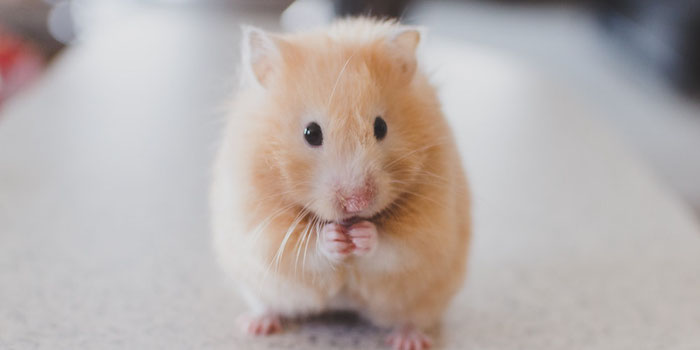 why housesitting is great for pets and people