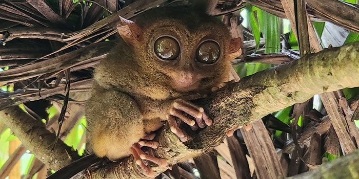 Tarsier on tree branch