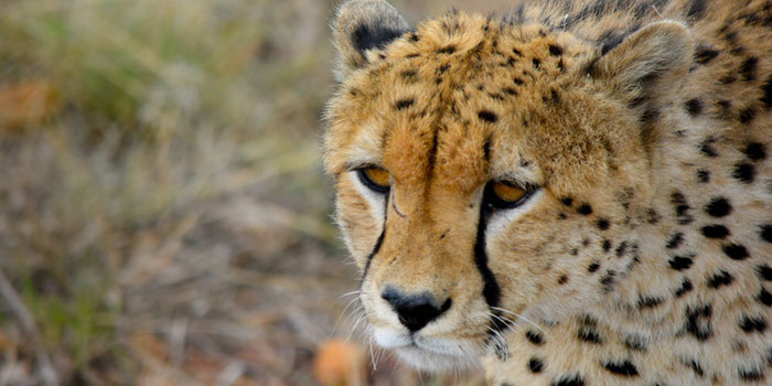 Cheetah