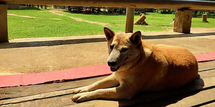 rescued dog at elephant nature park