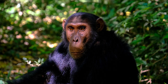 Uganda Chimpanzee 