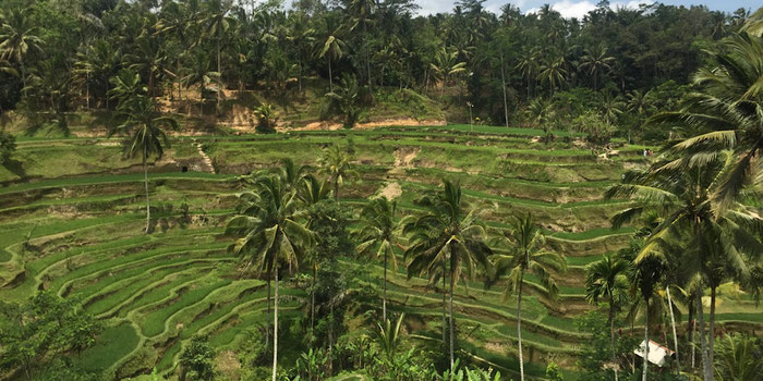 Bali rice terraces