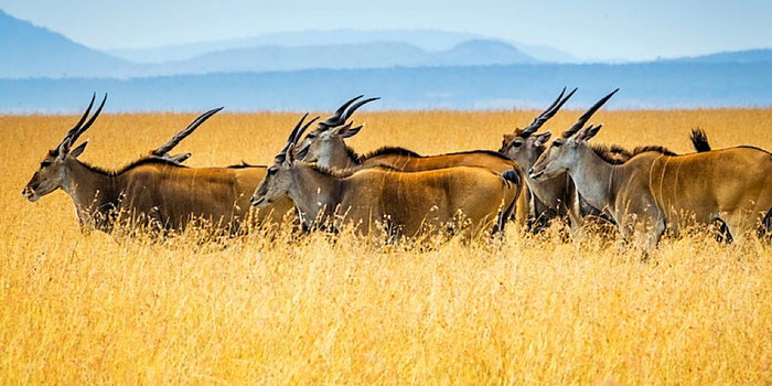 herd in kenya