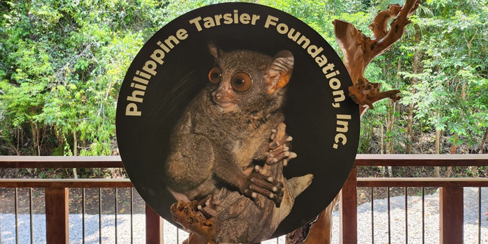 The Only Ethical Tarsier Sanctuary in Bohol: A Complete Guide