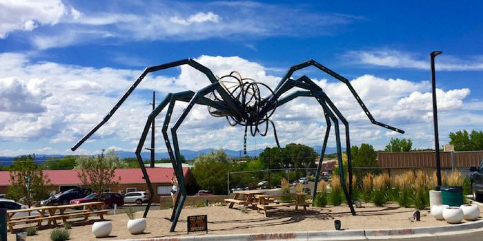 meow wolf spider