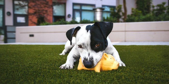 Caring for pets