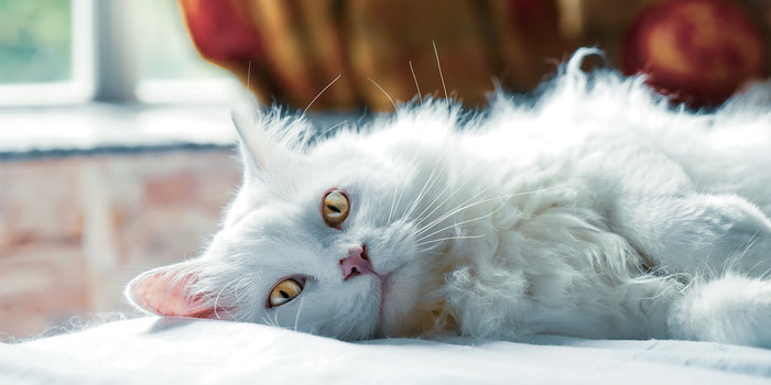 how to start housesitting - burger abroad