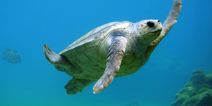 Sea turtle