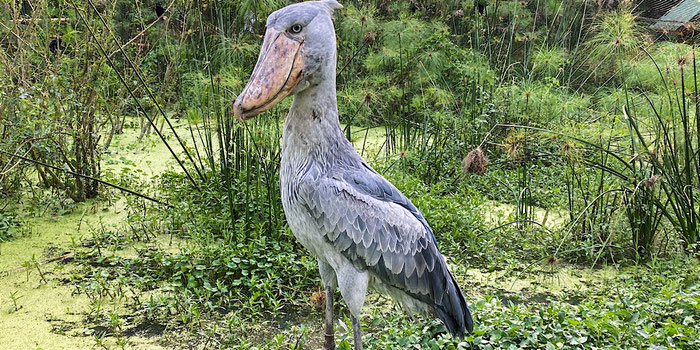 Uganda stork