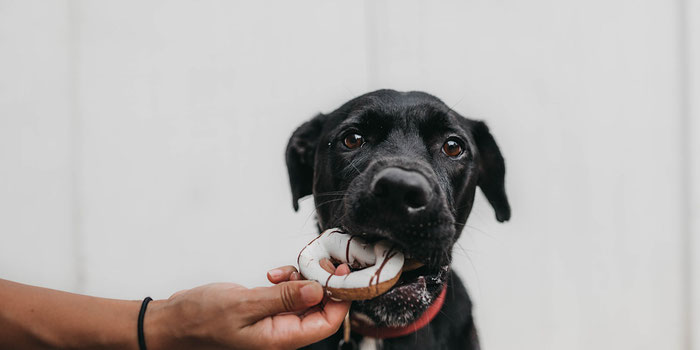 what to know in a pet emergency