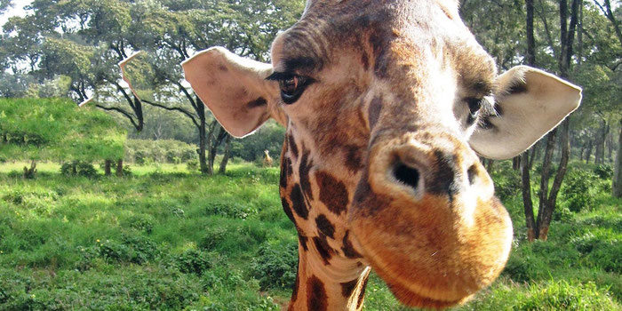 Eating Vegan on Safari in Kenya