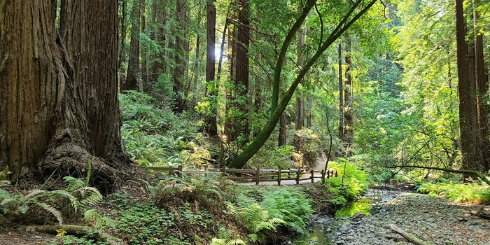 Muir woods
