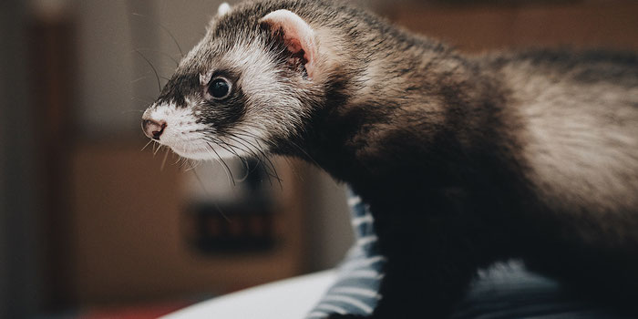 how to check pet vital signs