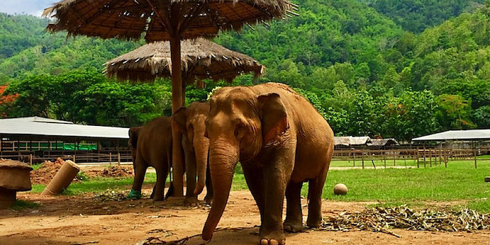 elephants at elephant nature park