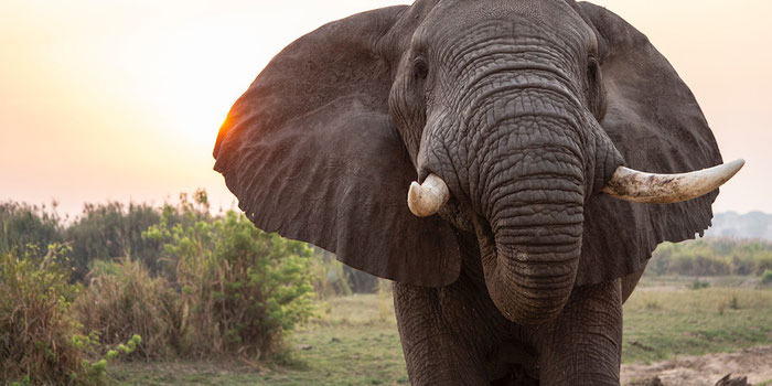 Uganda elephant