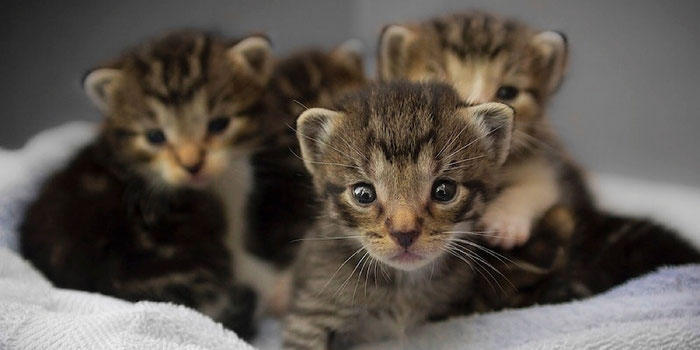 baby kittens
