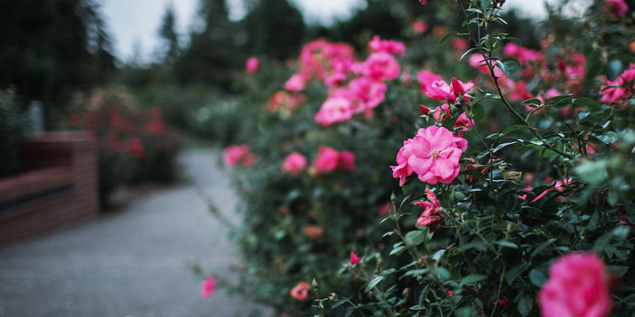 Rose garden Portland