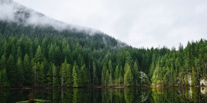 forest lake vancouver