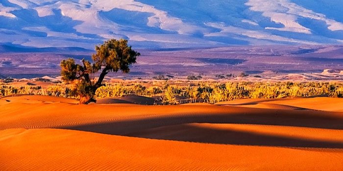 desert landscape