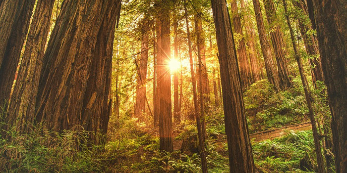 5 Reasons Why the Muir Woods Day Tour Is Ideal for First-Time Bay Area Visitors