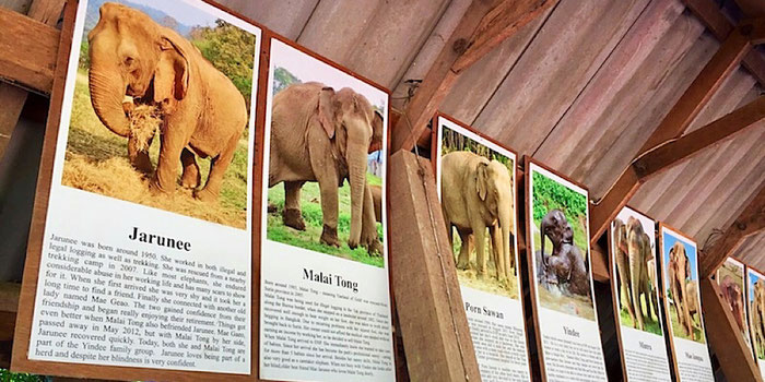 rescued elephant histories at elephant nature park